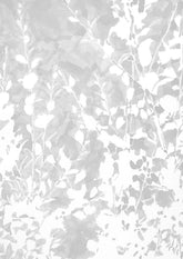 Betula Nana II